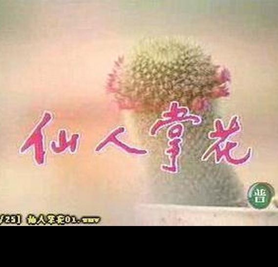 仙人掌花DVD,露天商城露天DVD-www.rutenmall.com